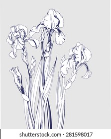 Sketch of  blossoming  irises. ?lement for your design. Vector illustration