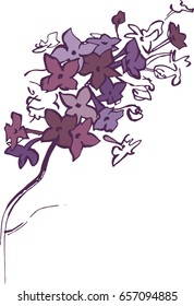 Sketch of a blossoming lilac