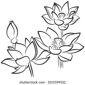 Sketch of blossoming lotus