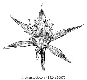 Sketch of blossoming mediterranean sea lily, flower head, realistic hand drawing, vector illustration isolated on white