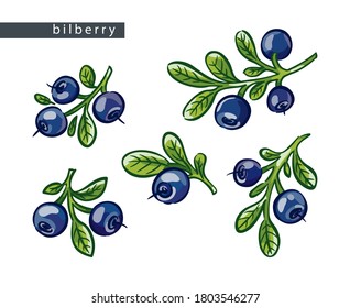 sketch blue bilberries: set of five branches