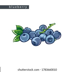 sketch blue blueberries: average bunch of berries