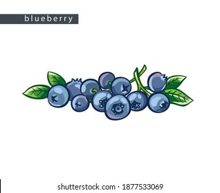 boceto de arándanos azules: racimo medio de bayas con hojas