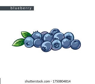 sketch blue blueberries: big bunch of berries