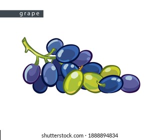 sketch blue and green grapes: one bunch and a few berries