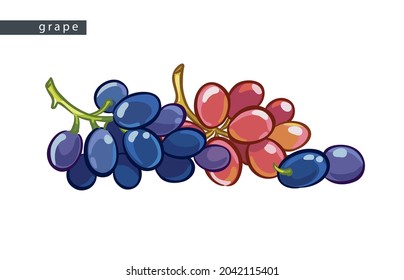 sketch blue and pink grapes: two bunches and two berries 
