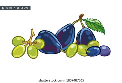 sketch blue plums and green grapes: 
three fruits, green and blue berries