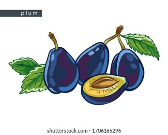 sketch blue plums: three whole and one 
half a plum and leaves