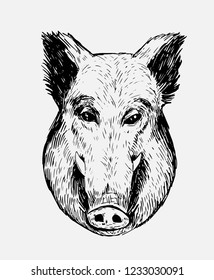 Sketch of boar. Hand drawn illustration converted to vector