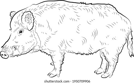 Sketch of boar. Minimalistic style.