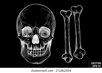 Sketch bone skull on a chalk board in vintage style.