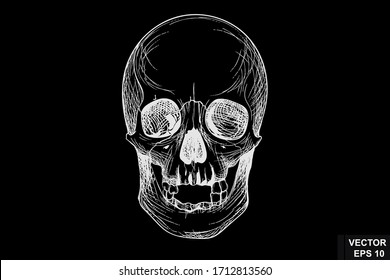 Sketch bone skull on a chalk board in vintage style.