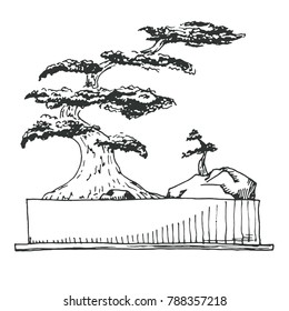 Sketch bonsai in a rectangular pot isolated on white background. Vector