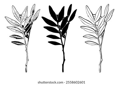 Sketch Botany Collection. Branches Drawings. Black and White with Line Art on White Background. Isolated botanical foliage. Botanical garden. Silhouette branches. Hand Drawn