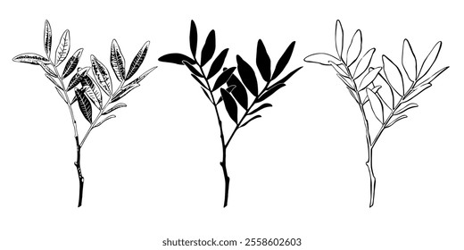 Sketch Botany Collection. Branches Drawings. Black and White with Line Art on White Background. Isolated botanical foliage. Botanical garden. Silhouette branches. Hand Drawn