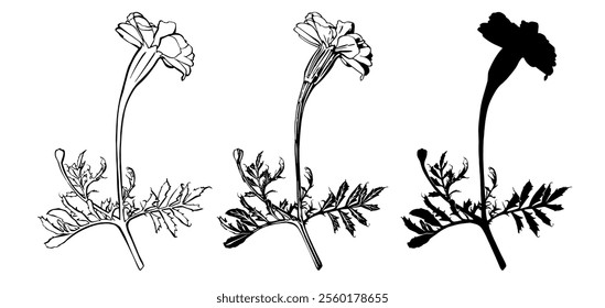 Sketch Botany Collection. Branches Drawings. Black and White with Line Art on White Background. Isolated botanical foliage. Botanical garden. Silhouette branches. Hand Drawn