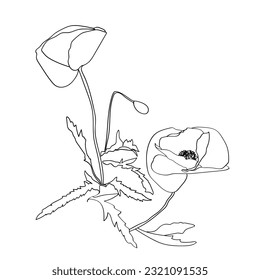 Sketch of a bouquet of flowering poppies.Image on a white and color background.Vector.