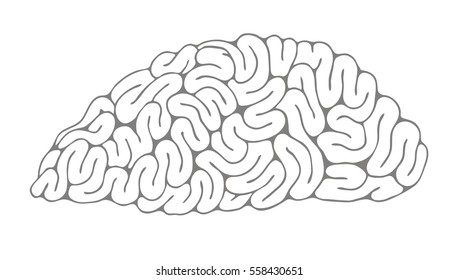 A sketch of the brain. Hand-drawn style.