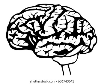 sketch brain illustration in gray scale monochrome color on white background