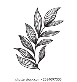 Sketch branch of leaf Hand drawn. Floral illustration. Line. minimalistic, luxurious. For invitations, weddding, cards, design