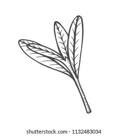Sketch branch of leaves by hand on an isolated background