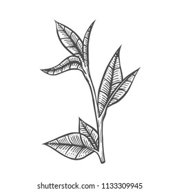 Sketch branch of leaves by hand on an isolated background