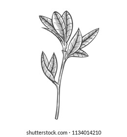 Sketch branch of leaves by hand on an isolated background