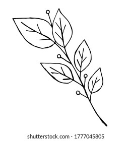 Sketch branch of leaves by hand on an isolated background. Hand drawn branches with leaves and flowers isolated on a white background.