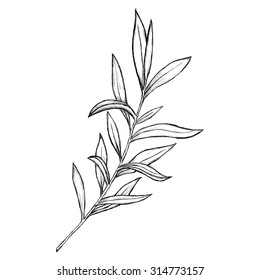 Sketch Branch Of Leaves By Hand On An Isolated Background