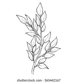 Sketch branch of leaves by hand on an isolated background