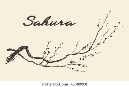 Sketch Of Branch Of Sakura With Flowers. Vector Illustration, Engraved Style