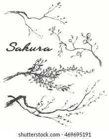 Sketch Of Branch Of Sakura With Flowers. Vector Illustration, Engraved Style