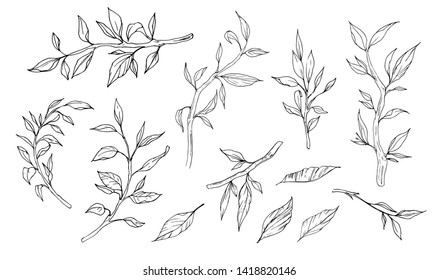 Sketch of branches. Hand drawn decorative elements. Vector illustration