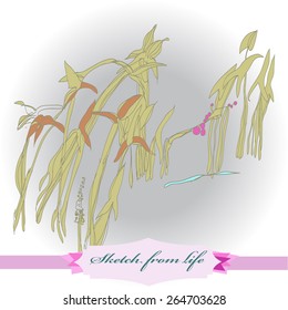 Sketch of branches motif,plant, leaves, label. Hand drawn.Sketch from life.