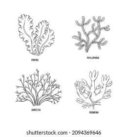 Sketch brown algae on white backdrop. Vector drawing illustration. Line art.