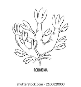 Sketch brown algae on white backdrop. Vector drawing illustration. Line art.