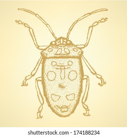 Sketch bug, vector vintage background