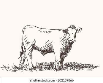 Sketch of bull, Hand drawn vector illustration