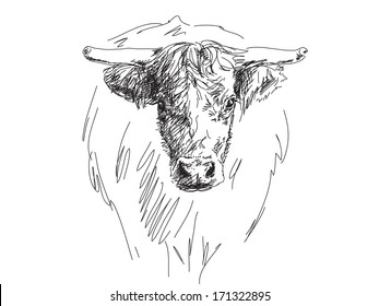 Sketch Of Bull Head Vector