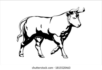 Sketch bull on white background. Vector illustration