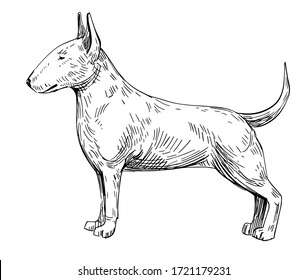 869 Bullterrier vector Images, Stock Photos & Vectors | Shutterstock