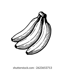 Sketch of a bunch of 3 bananas. Vector illustration. Hand drawn