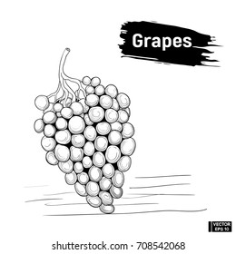 sketch bunch of grapes