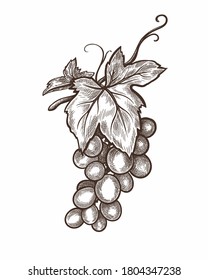 Esbozo de un montón de uvas. Ilustración vectorial aislada en fondo blanco.