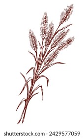 Sketch of bunch ripe wheat ears, vector hand drawing isolated on white
