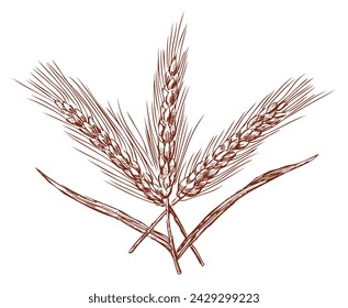Sketch of bunch three ripe wheat ears, vector hand drawing isolated on white