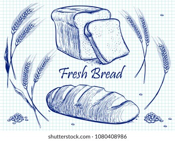 Sketch bunch of wheat ears, bread and grains. Vector bakery illustration on notebook page. Food organic from harvest
