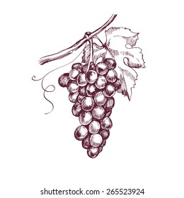 Sketch bunches of grapes. Vector illustration.