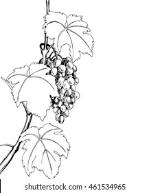 Sketch bunches of grapes. Vector illustration.