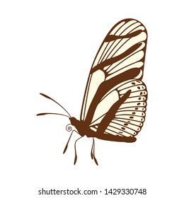 Sketch of Butterfly. Brown Line Color Design.  Vector Illustration.
